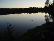 Fluer for stille vann