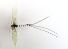 Danica spinner